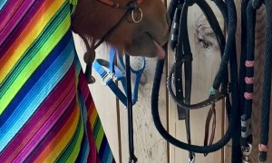 Pony Enjoys the Hairdryer