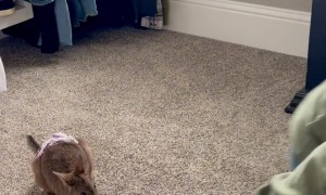 Baby Wallaby Tests Out Boxing Skills