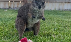 Wallaby Isn’t a Fan of Party Hat