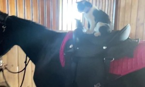 Kitty Is Ready For Her Riding Lesson