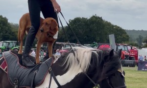 Dog And Liberty Trainer Ride Standing On Horse