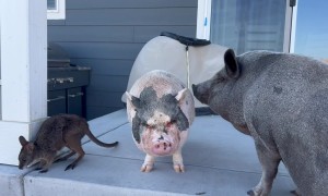 Wallaby Rides Mini Pig's Back
