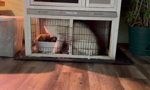 Husky Crawls Into Bunny Hutch