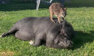 Our Wallaby Loves Hanging With the Pigs