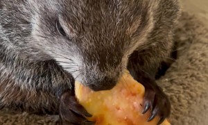 Pet Groundhog Pizza Party