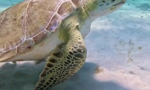 Fish Barely Escape Sea Turtle