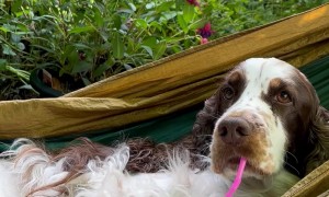 Spaniel Spends Afternoon Relaxing On Swinging Hammock