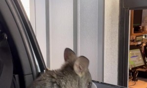 Wallaby Loves Getting Coffee