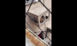 Cat Not Rescued From Building Structure
