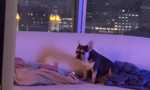 Dog Howls Along With Crying Baby