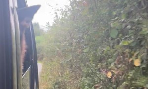 Dog Bites at Hedges From Car