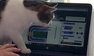 Cat Thwarts Attempt to Buy Tickets