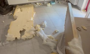 Naughty Labrador Makes a Huge Mess