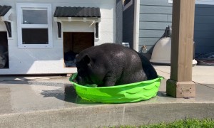 Piggy Cools Off in Tiny Pool