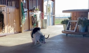 Kitten Takes Literal Piggy-Back Ride