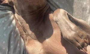 Dog Spa With Best Friend