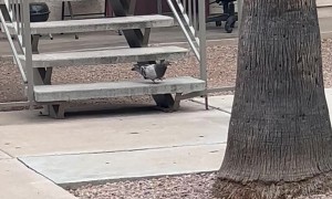 Pigeon Hops Down Stairs