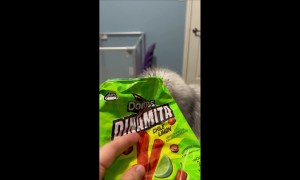 Maine Coon Munches On Powdery Chips