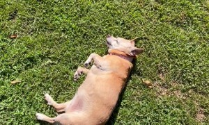 Elderly Dog Refuses To Leave Warm Sun