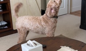 Dog Hates Slow Ceiling Fan