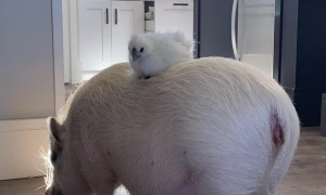 Chicken Perches On Mini Pig