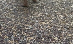 Dachshund Bravely Chases Zipline