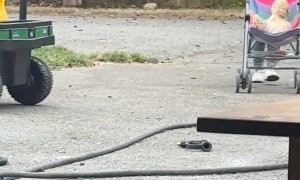 Girl Pushes Chicken in a Stroller