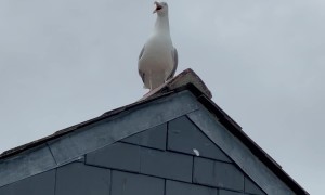 Seagull Says Wow