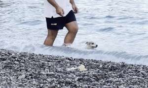 Dog Enjoys Swimming in the Sea