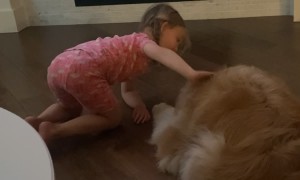 Trying to Convince the Family Dog to Talk