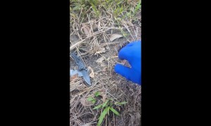 Bumbling with Bumblebees Bee Location