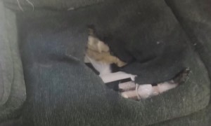 Dog Digs for Gold in Couch