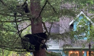Black Bear Family Spotted in Tree
