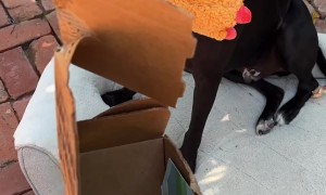 Dog Rips Open BarkBox For New Toy