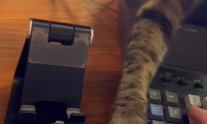 Cat Is a Micro-Meownager