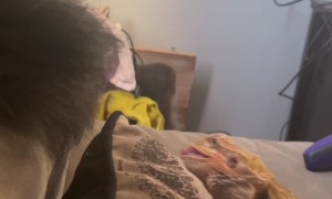 Bearded Dragon Bites Cat's Tail