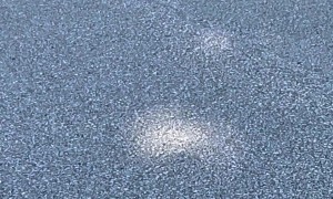 Dog With Trash Bag Greets Neighbor