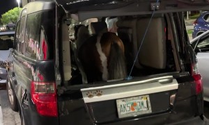 Mini Horse Rides In Backseat