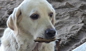 Dog Trades Leaf for a Treat