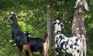 Happy Goats Munch on Overgrowth
