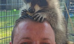 Little Raccoon Hands