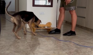 Happy Dog Hops For Breakfast