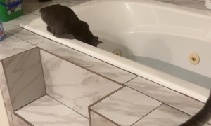Curious Cat Falls Into Bathtub
