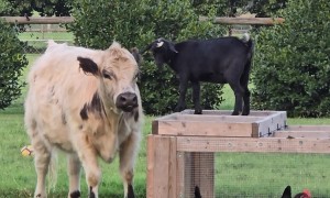 Goat Jumps On Cow's Back