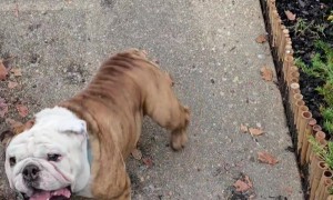 The Skateboarding Tornado Bulldog