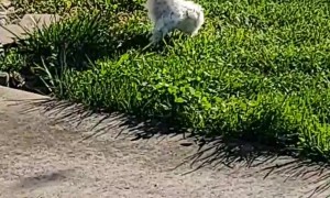 Rowdy Has Unusual Bathroom Habits