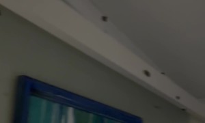 Room Infested By Moths