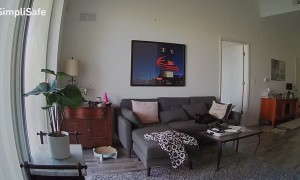 Orange Cat Sniffs Camera