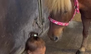 2-Year-Old Shares Fruit With Pony