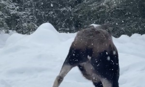 Hungry Moose Finds Bird Feeder